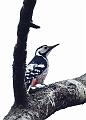 Hvitryggspett - White-backed woodpecker (Drendrocopos leucotos) female